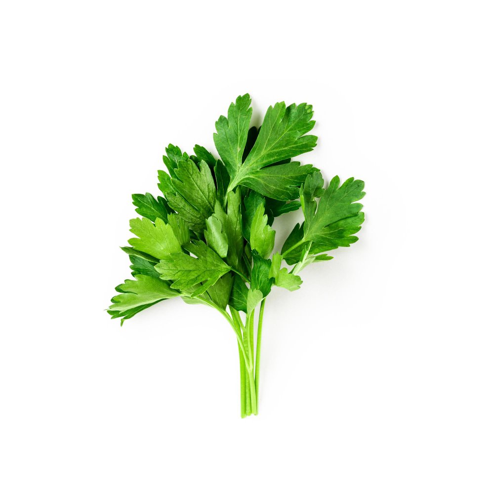 Fresh Coriander Leaves (5 Kg Pack)